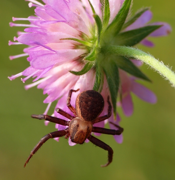 Xysticus sp.